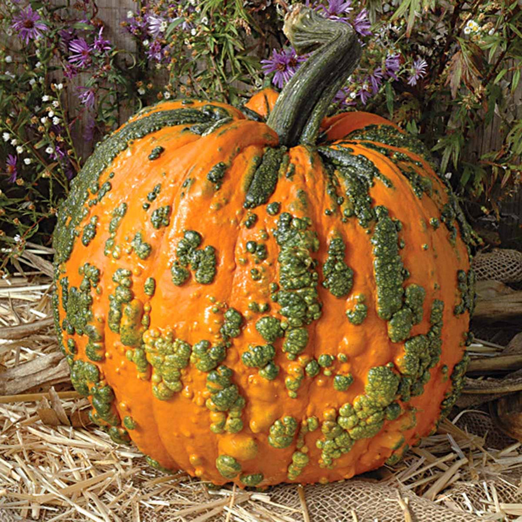 Pumpkin Warty Goblin