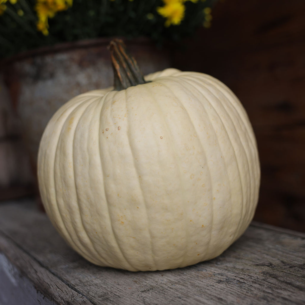 Pumpkin White Lightning