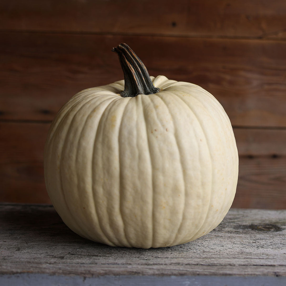 Pumpkin White Lightning