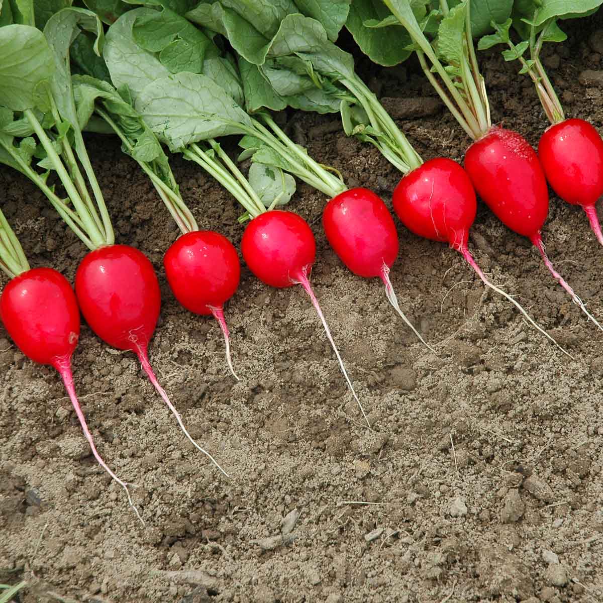 Radish Red Satin