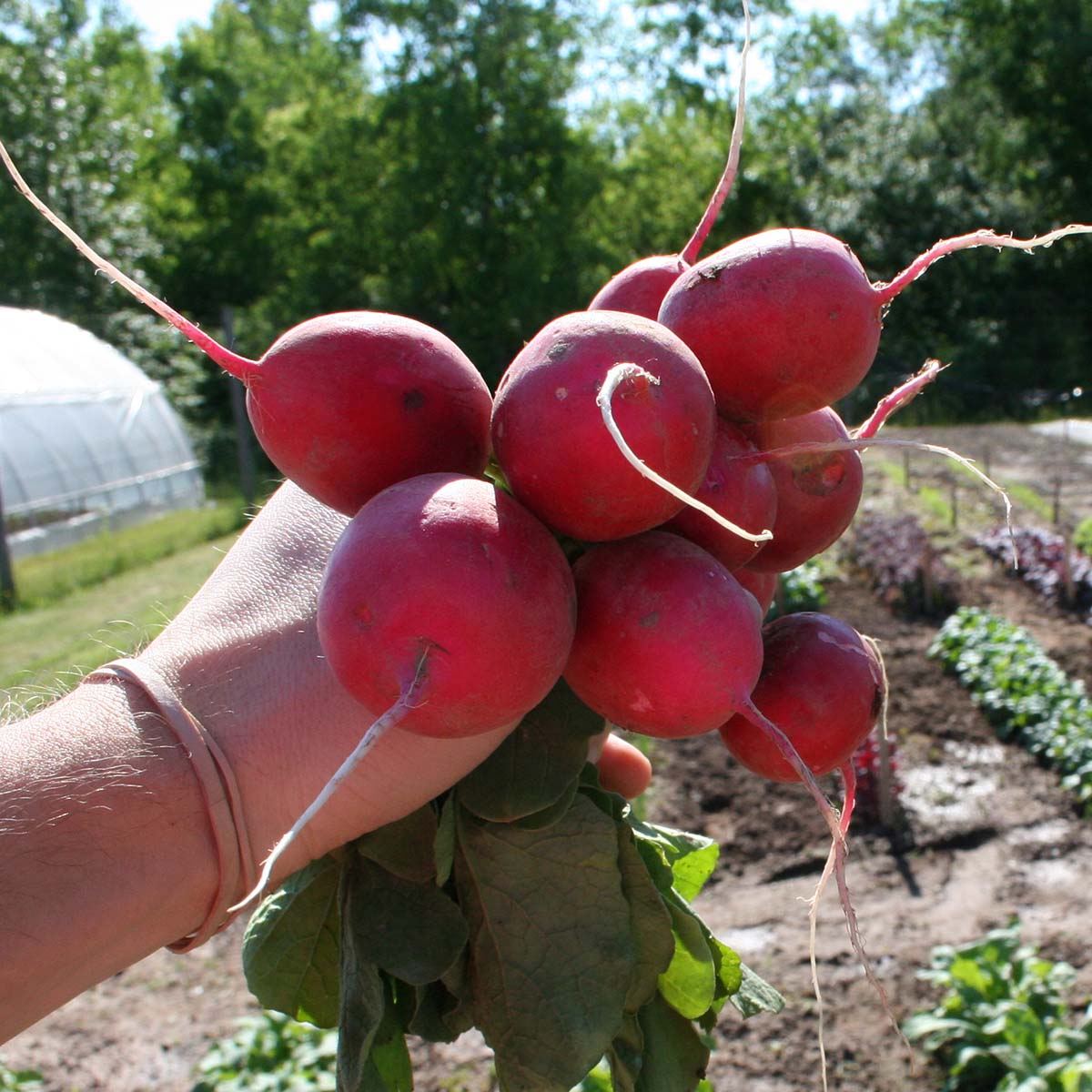Radish Red Satin