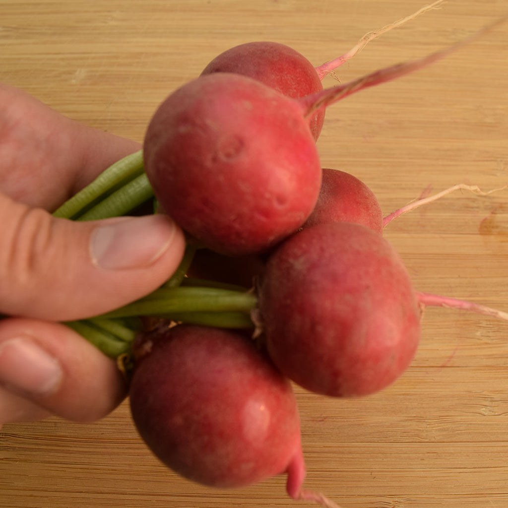 Radish Red Satin