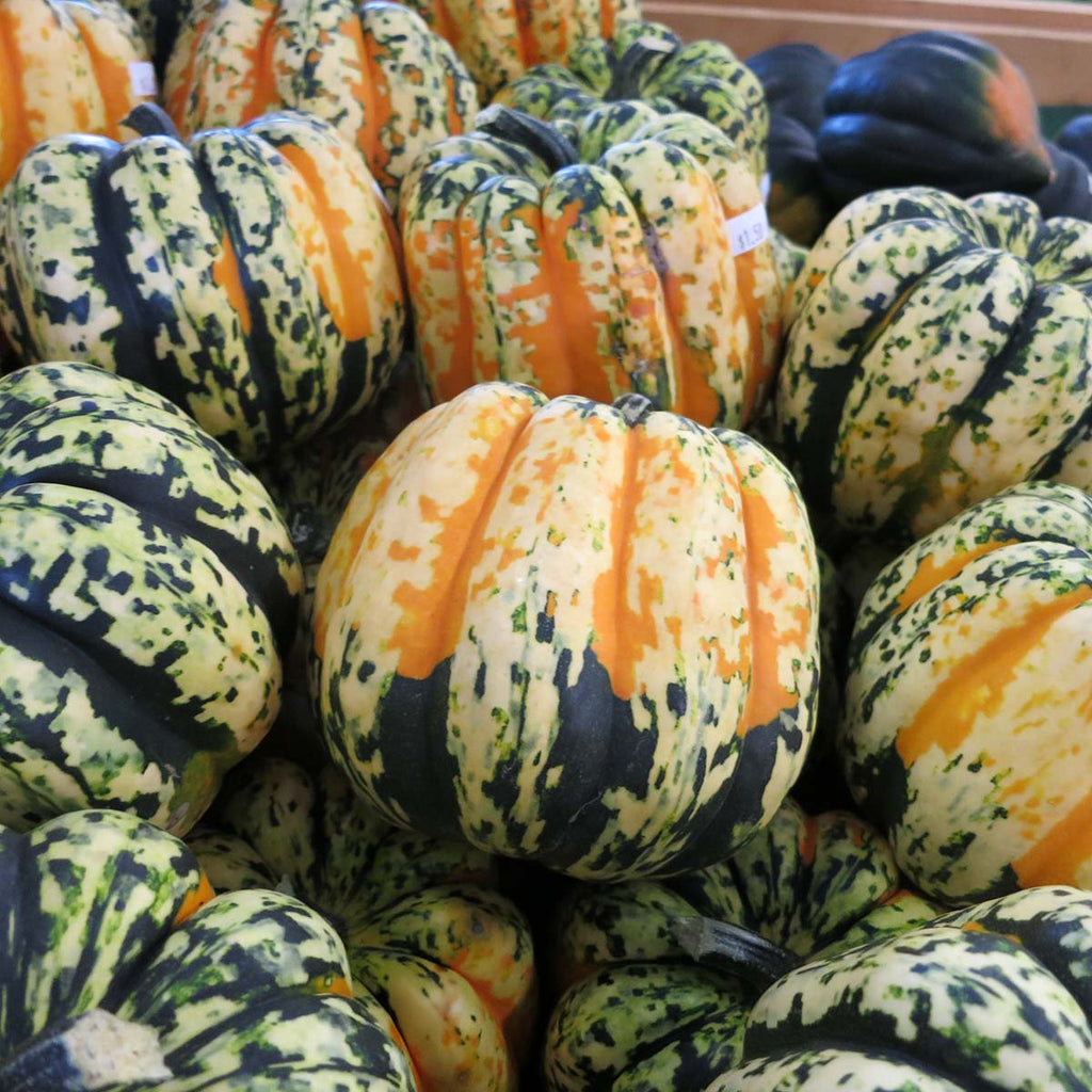 Squash Carnival