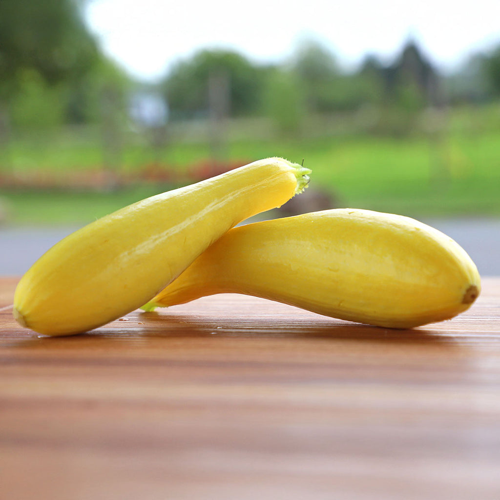 Squash Lioness