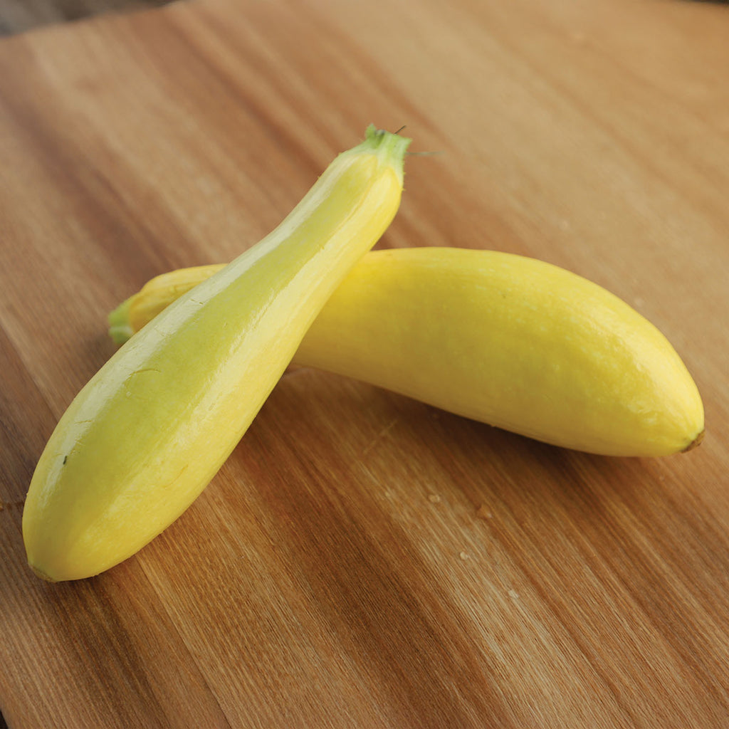 Squash Lioness