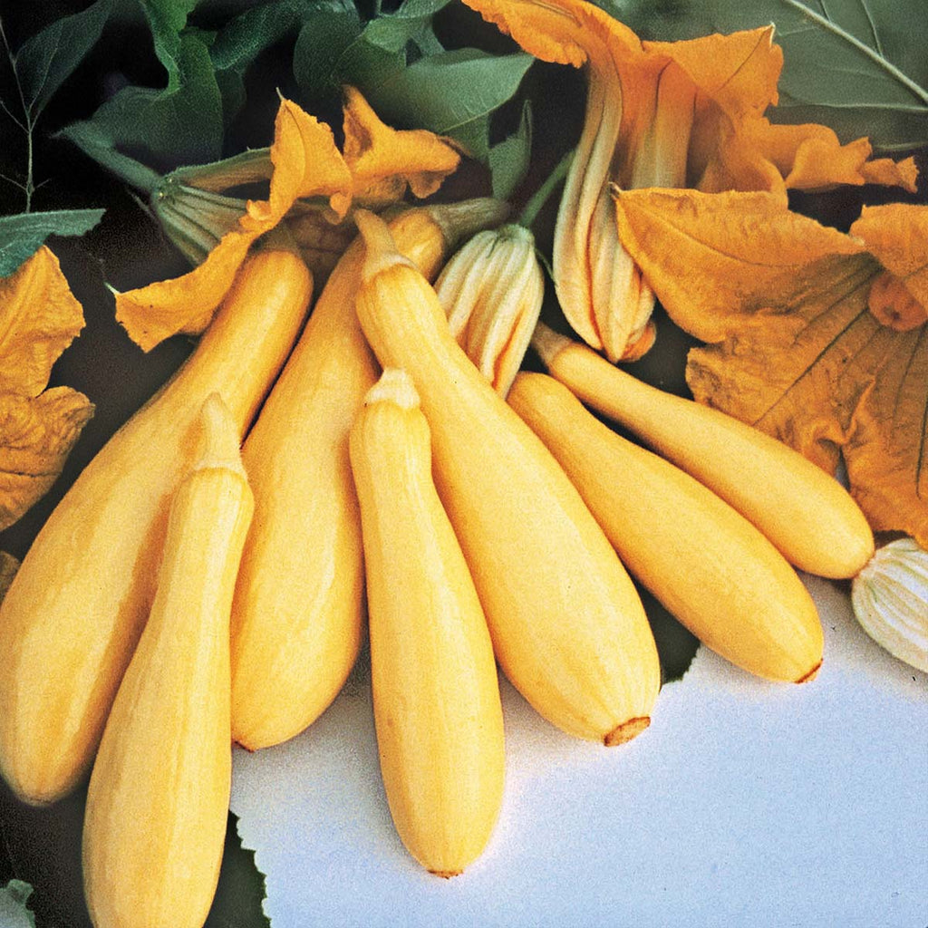 Squash Superpik