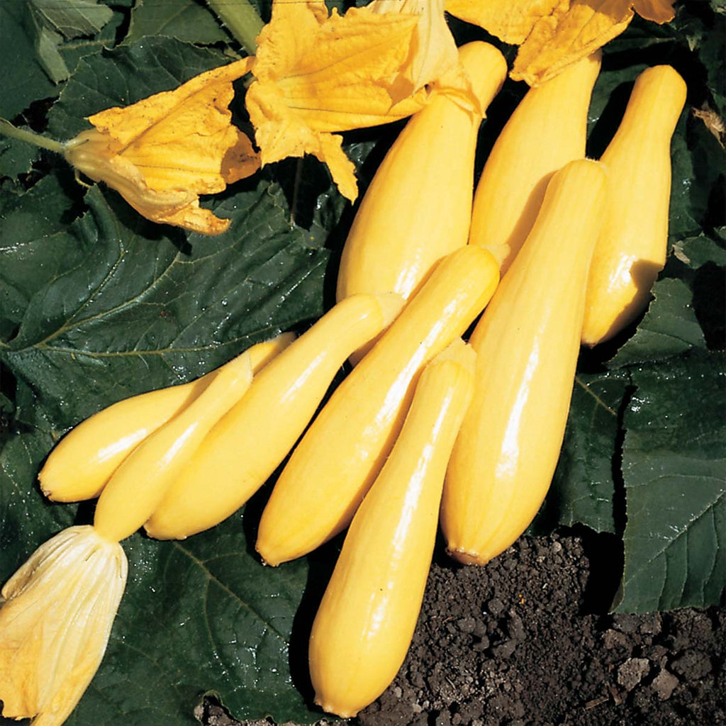 Squash Superpik