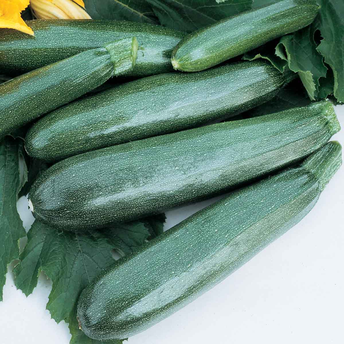Squash Zucchini Elite