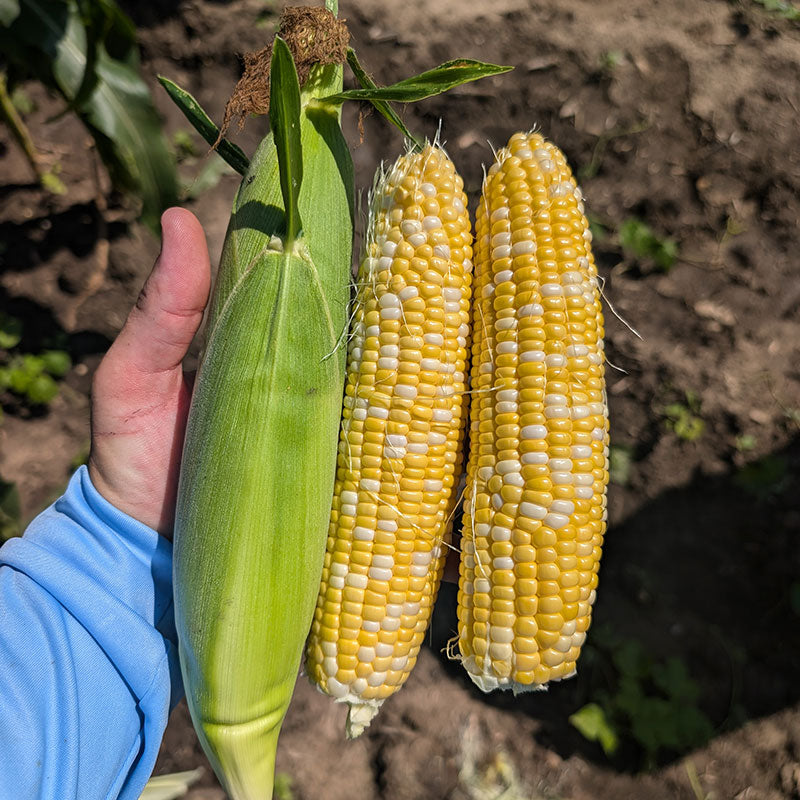 Sweet Corn GSX704BC