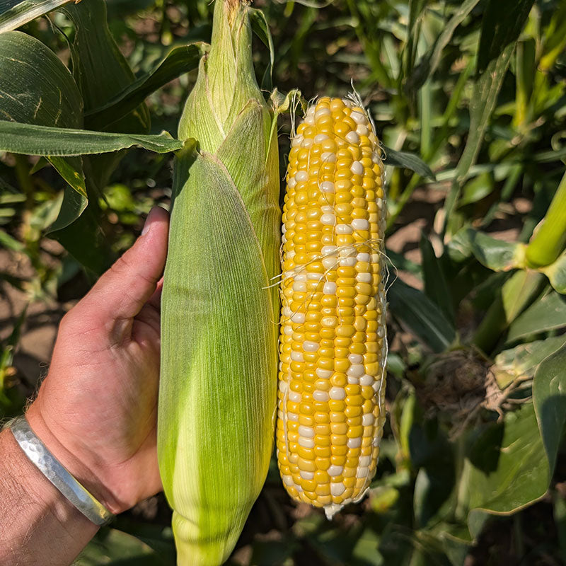 Sweet Corn GSX704BC