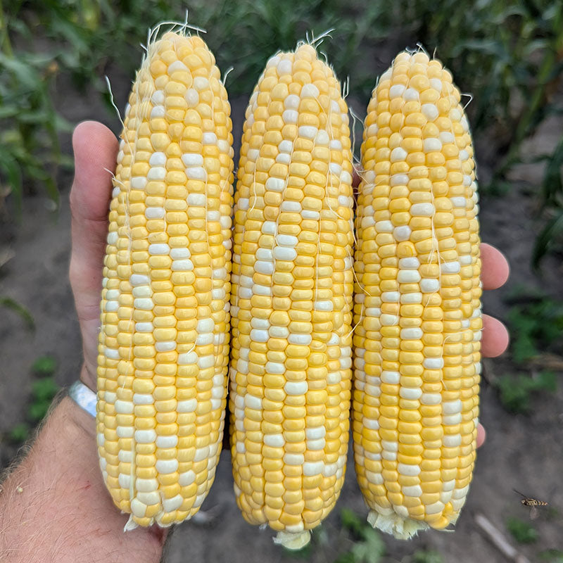 Sweet Corn GSX704BC