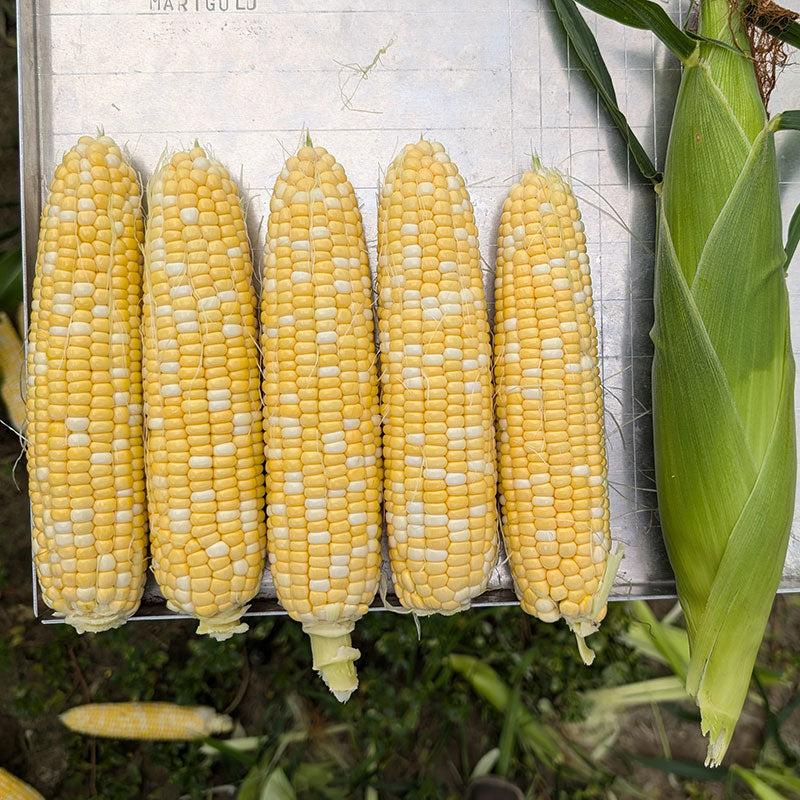 Sweet Corn GSX704BC