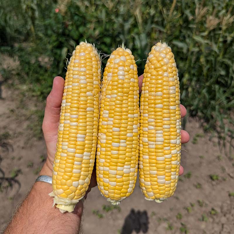 Sweet Corn M1