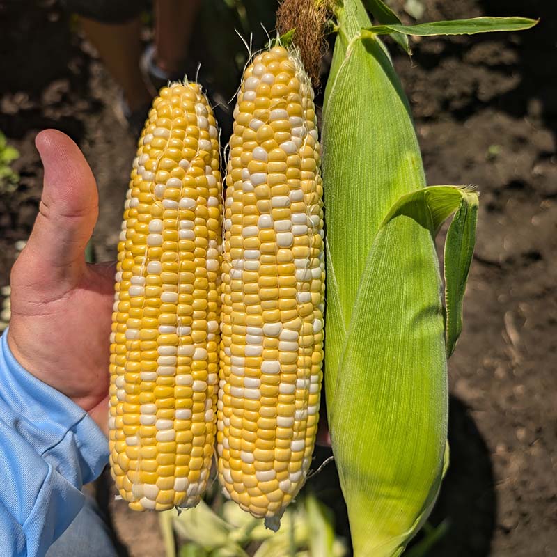 Sweet Corn M1