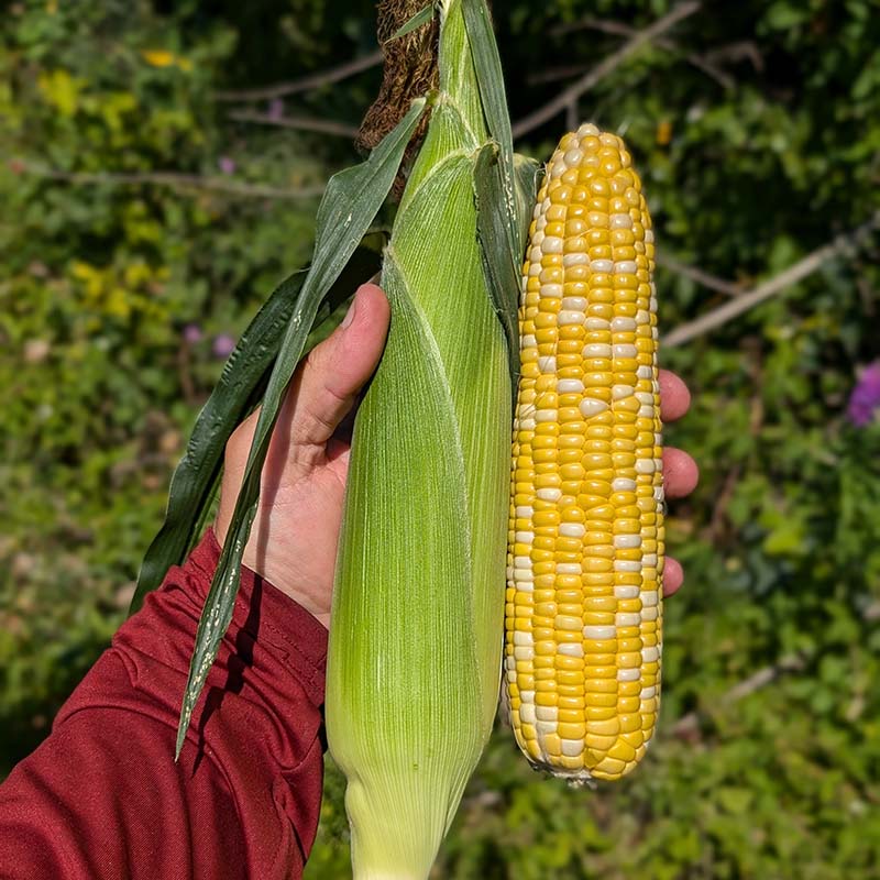 Sweet Corn M3