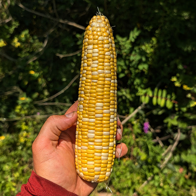 Sweet Corn M3