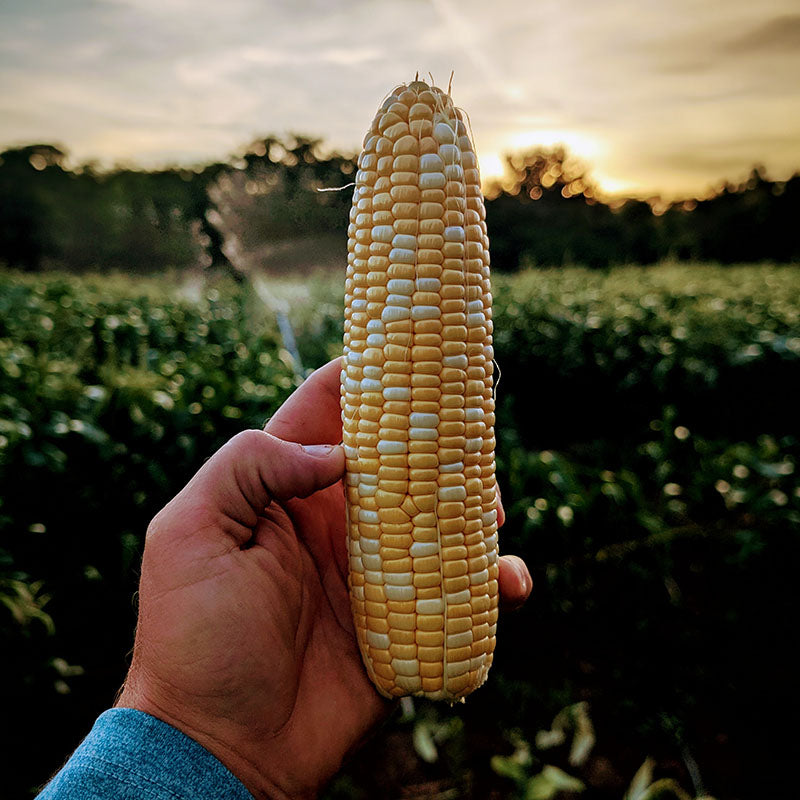 Sweet Corn M3