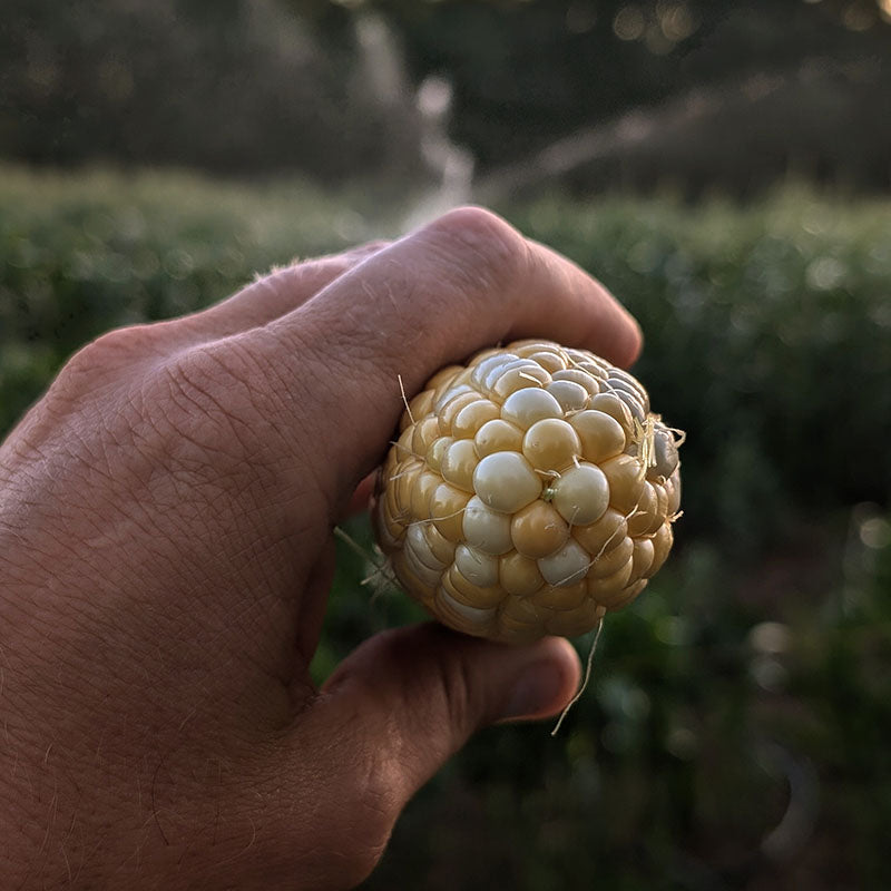Sweet Corn M3