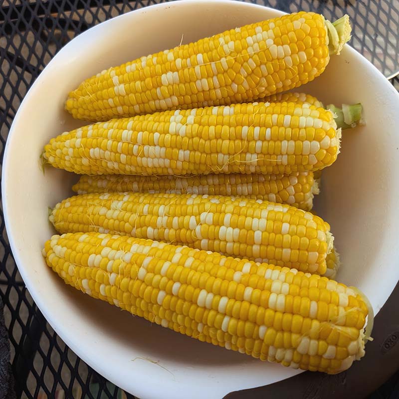 Sweet Corn M3