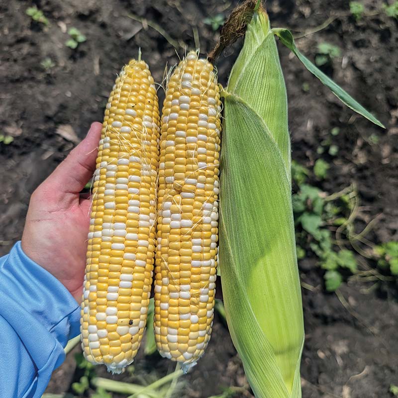 Sweet Corn Midnight