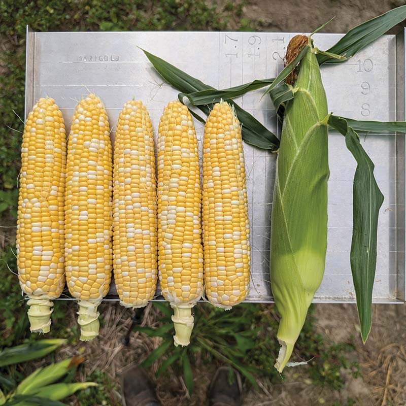 Sweet Corn Midnight