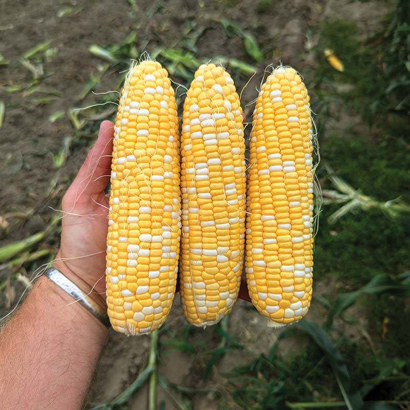 Sweet Corn Midnight
