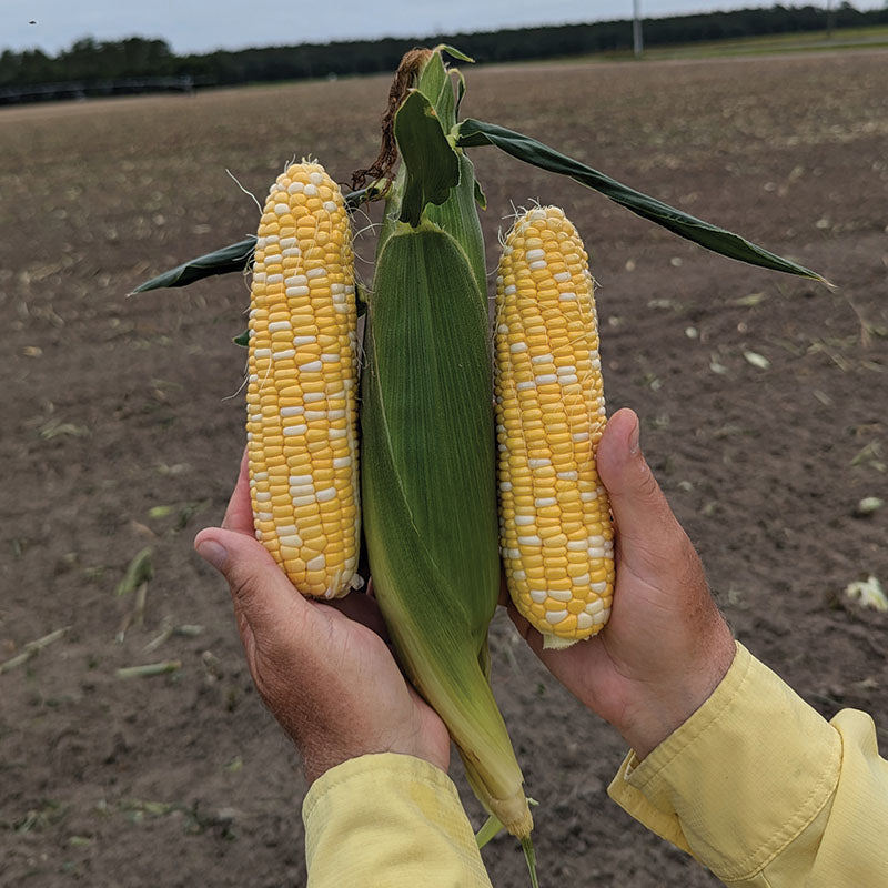 Sweet Corn Midnight