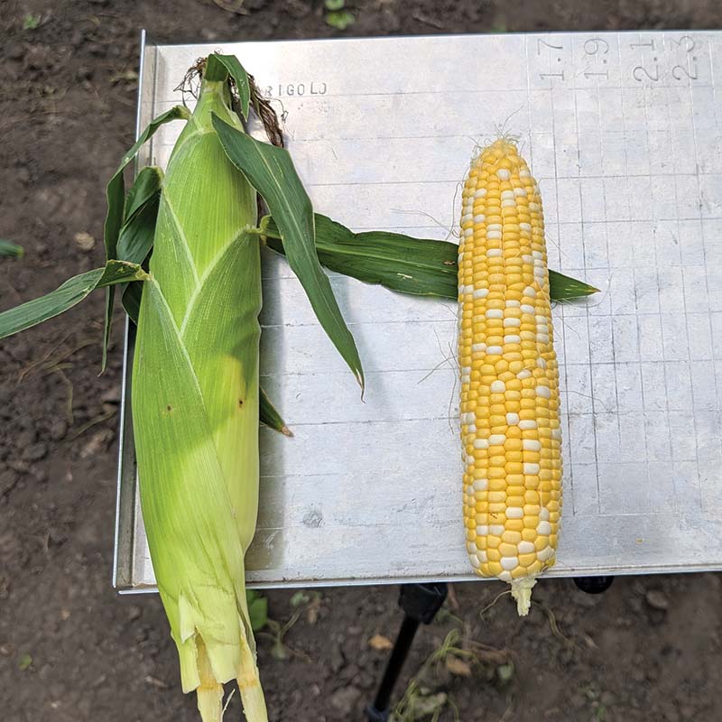 Sweet Corn Midnight