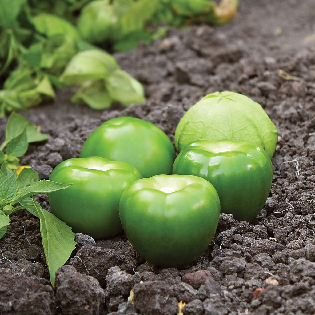 Tomatillo Tamayo