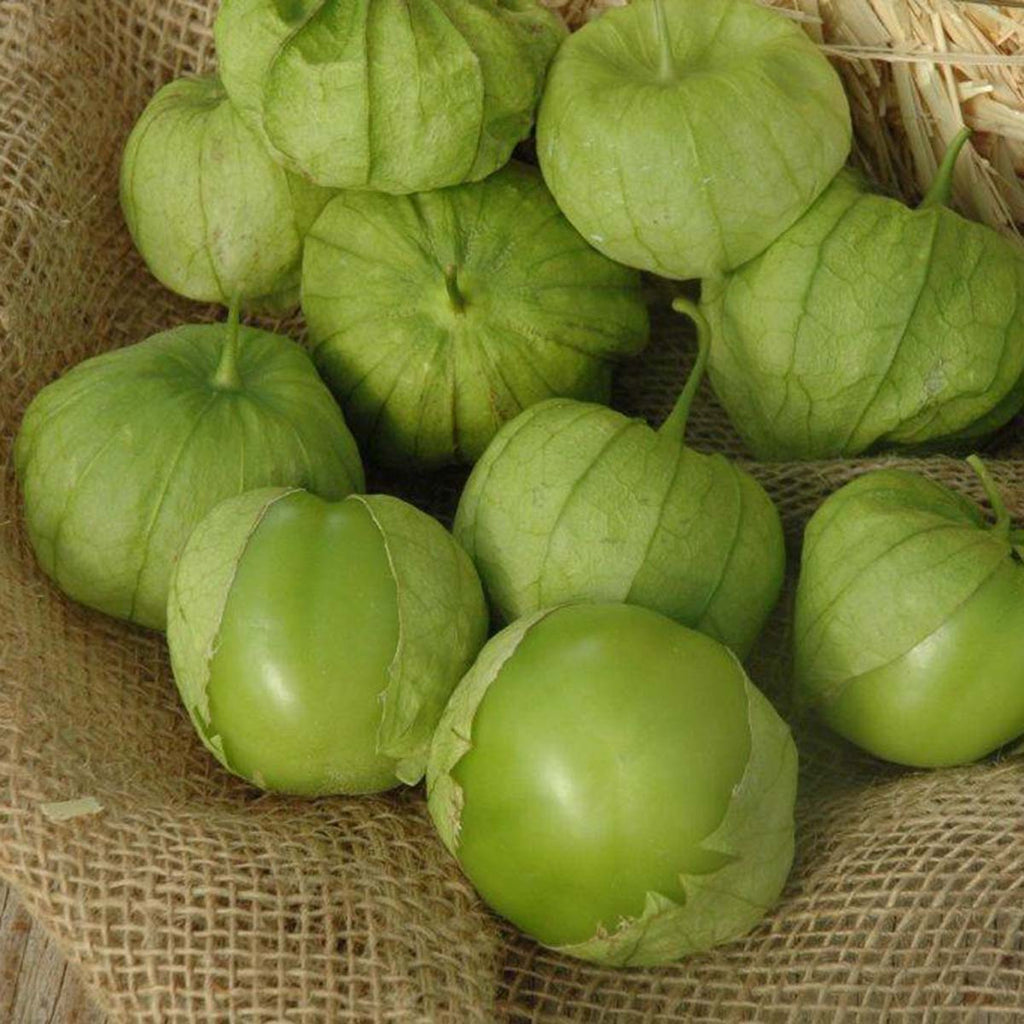 Tomatillo Tamayo