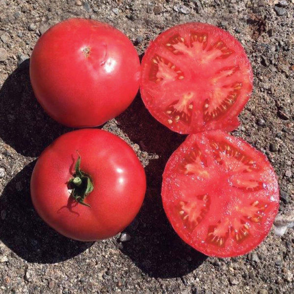 Tomato Damsel
