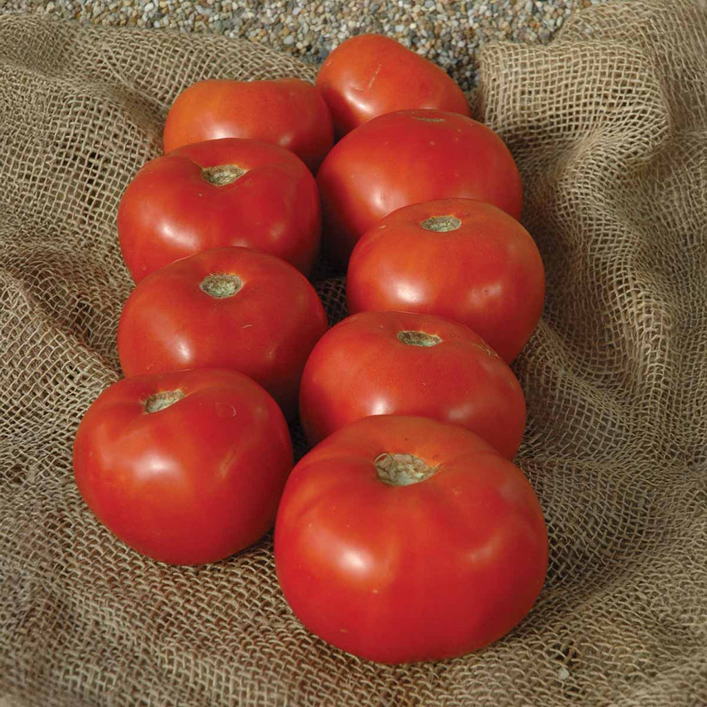 Tomato Mountain Majesty