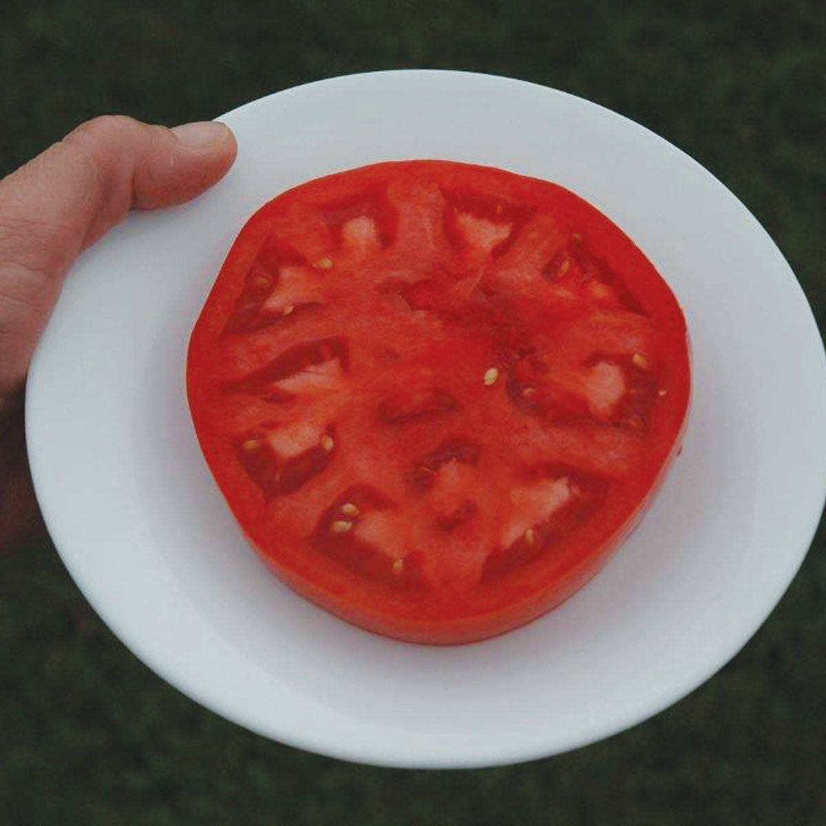Tomato Mountain Majesty