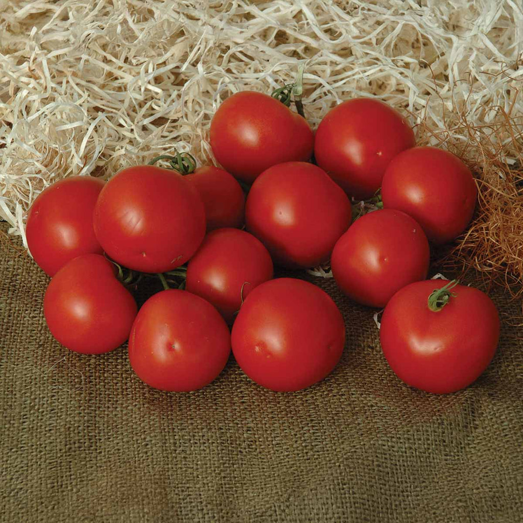 Tomato Premio