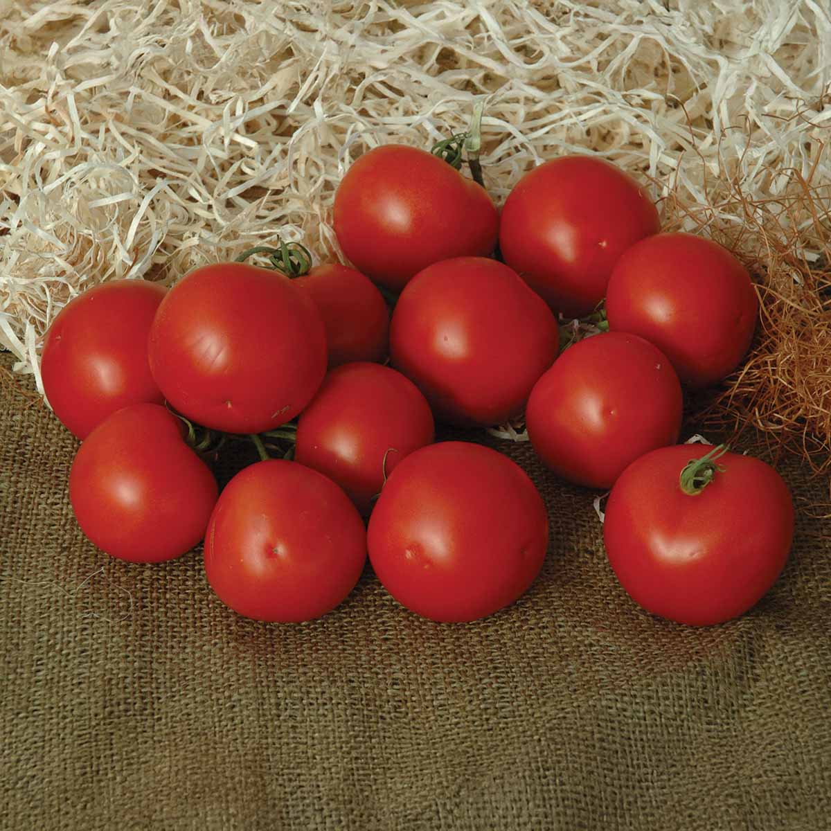 Tomato Premio