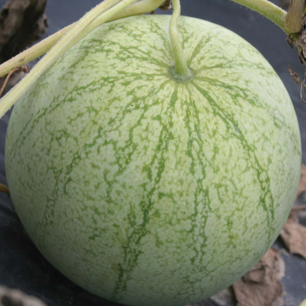 Watermelon Accomplice