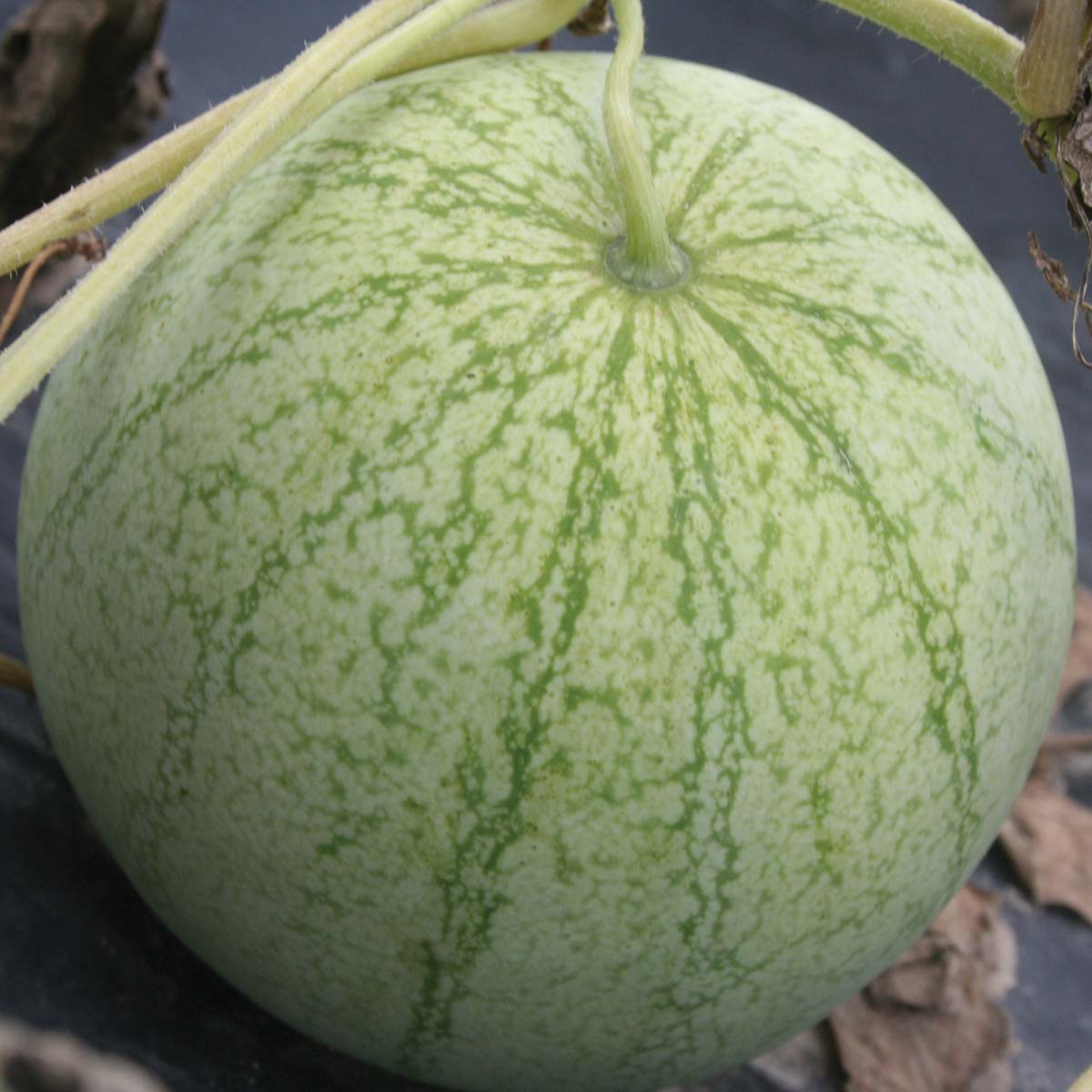 Watermelon Accomplice