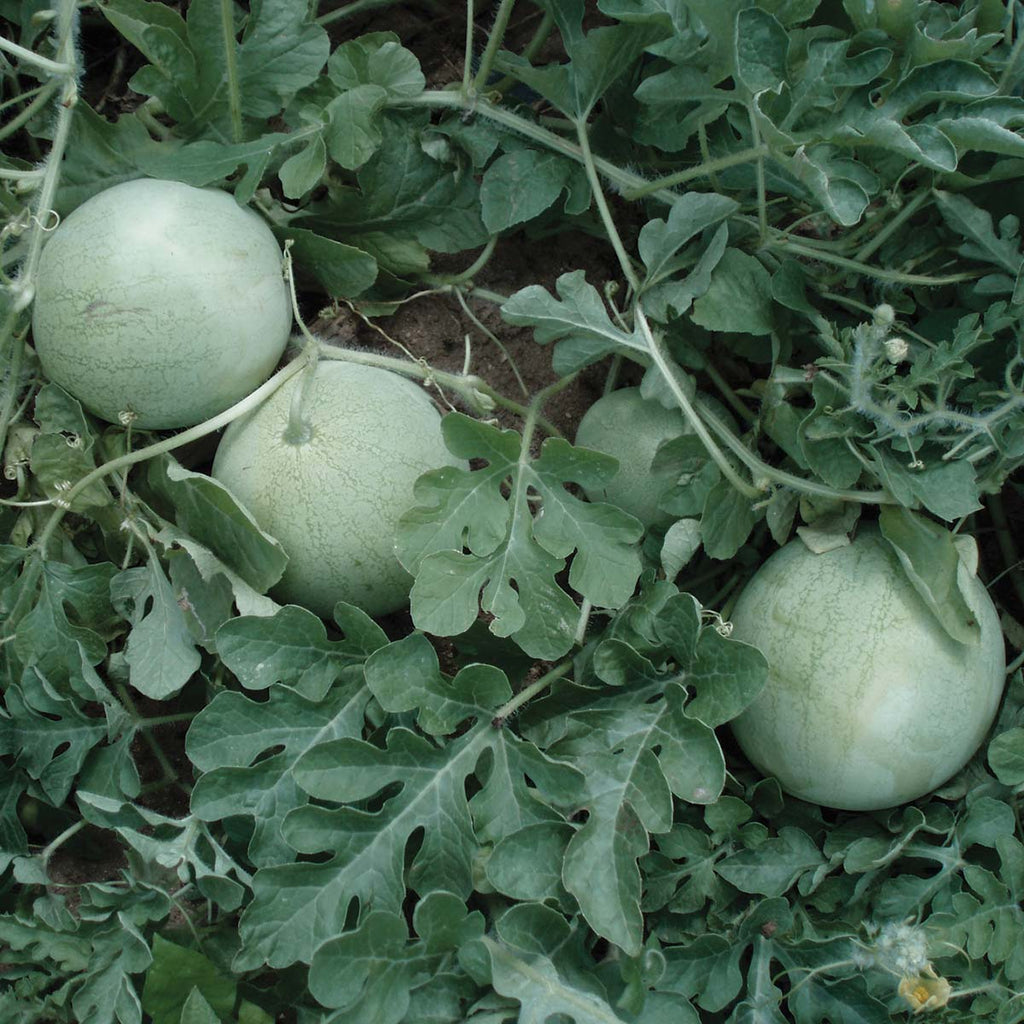 Watermelon Accomplice