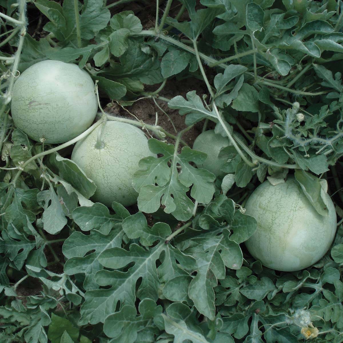 Watermelon Accomplice