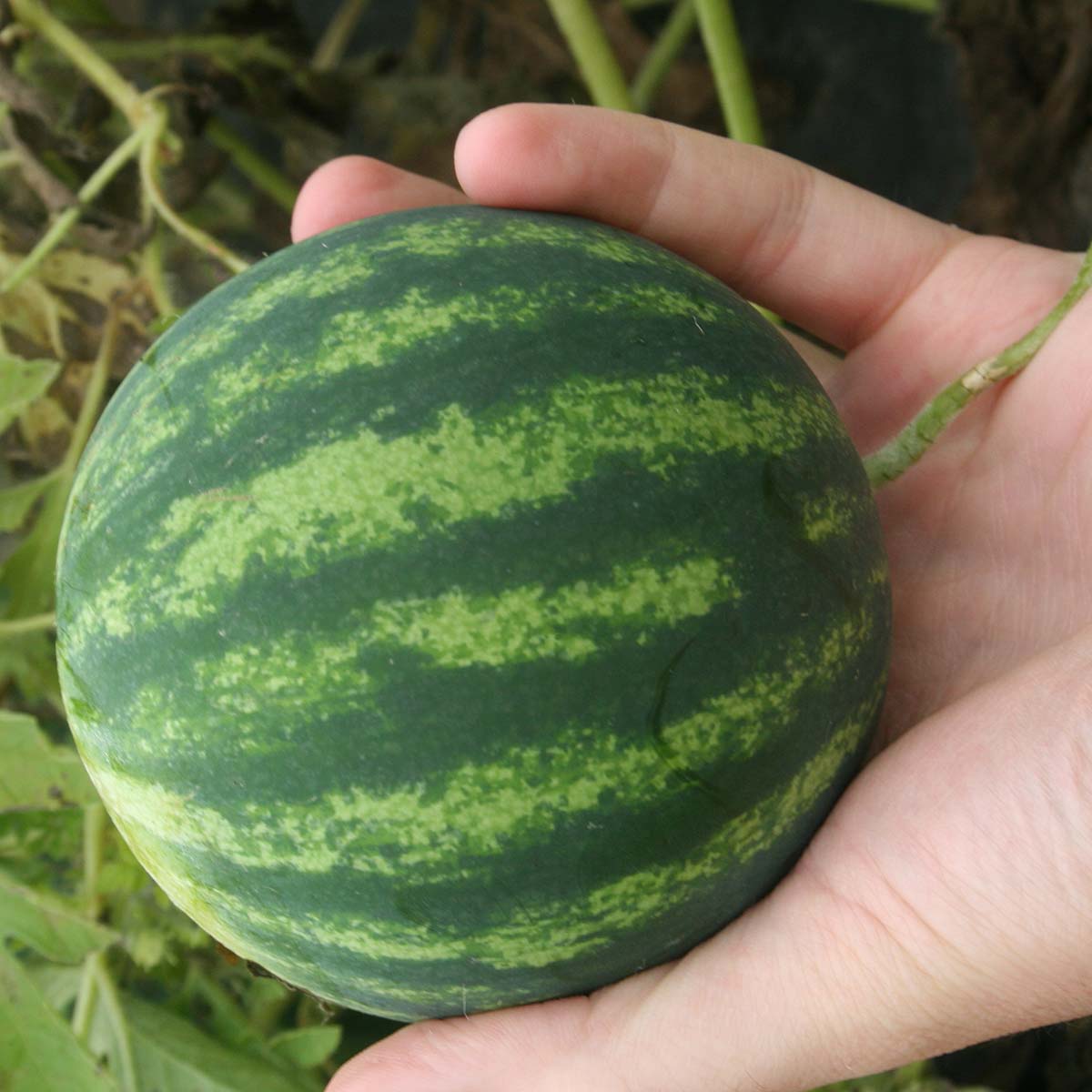 Watermelon Side Kick